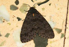 Olepa ricini