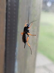 Pimpla rufipes