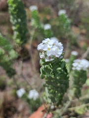 Dimorphocarpa candicans
