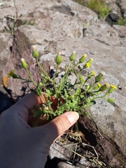 Senecio viscosus