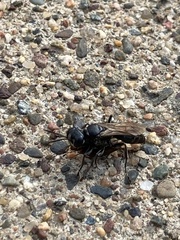 Lyroda