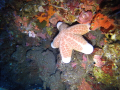 Choriaster granulatus