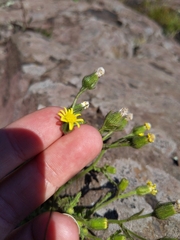 Senecio viscosus