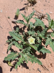 Chamaesaracha coniodes