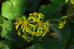 Farfugium japonicum