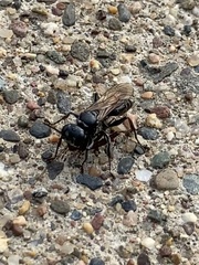 Lyroda