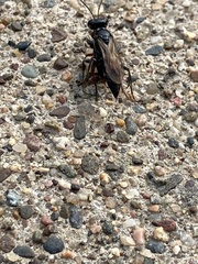 Lyroda