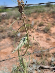 Asclepias engelmanniana