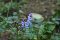 Salvia miltiorrhiza
