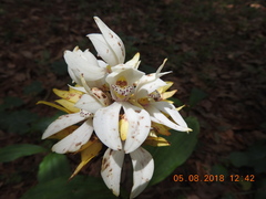 Govenia liliacea
