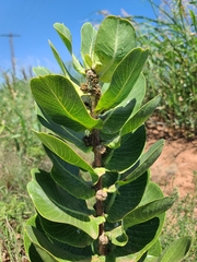 Asclepias latifolia