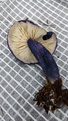 Entoloma kujuense