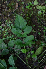 Salvia miltiorrhiza