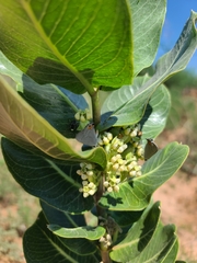 Asclepias latifolia