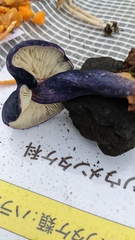 Entoloma kujuense