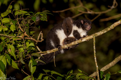 Pseudochirulus herbertensis