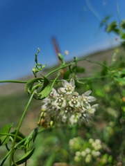 Funastrum cynanchoides