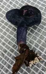 Entoloma kujuense