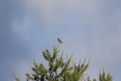 Emberiza