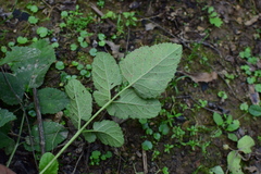 Salvia miltiorrhiza