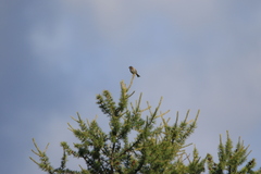Emberiza