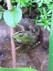 Pelophylax ridibundus