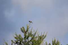 Emberiza