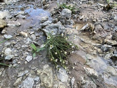 Chloracantha spinosa