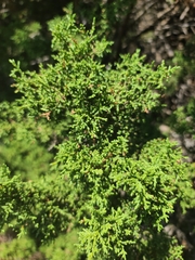 Juniperus pinchotii