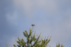 Emberiza