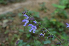 Salvia miltiorrhiza