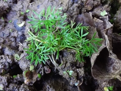 Ranunculus circinatus