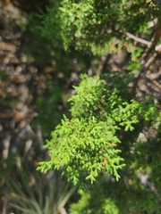 Juniperus pinchotii