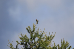 Emberiza