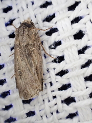 Agrotis munda