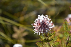 Serruria pedunculata