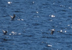 Chroicocephalus ridibundus