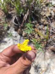 Oenothera hartwegii