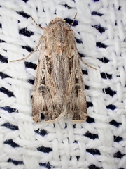 Agrotis