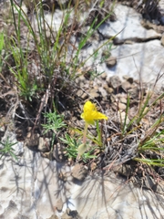Oenothera hartwegii