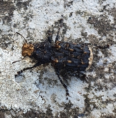 Platyrhinus resinosus
