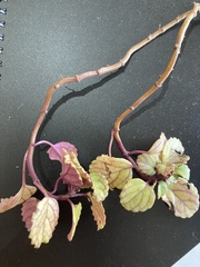 Plectranthus verticillatus