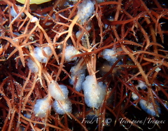 Aplidium pallidum