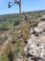 Asclepias engelmanniana