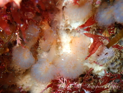 Aplidium punctum