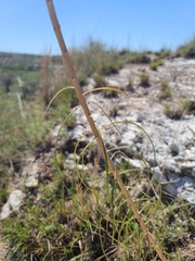 Asclepias engelmanniana
