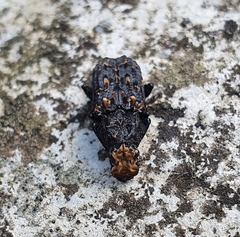 Platyrhinus resinosus
