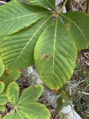Aesculus pavia