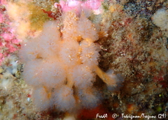Aplidium punctum