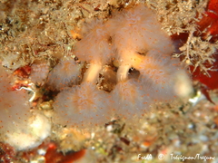 Aplidium punctum